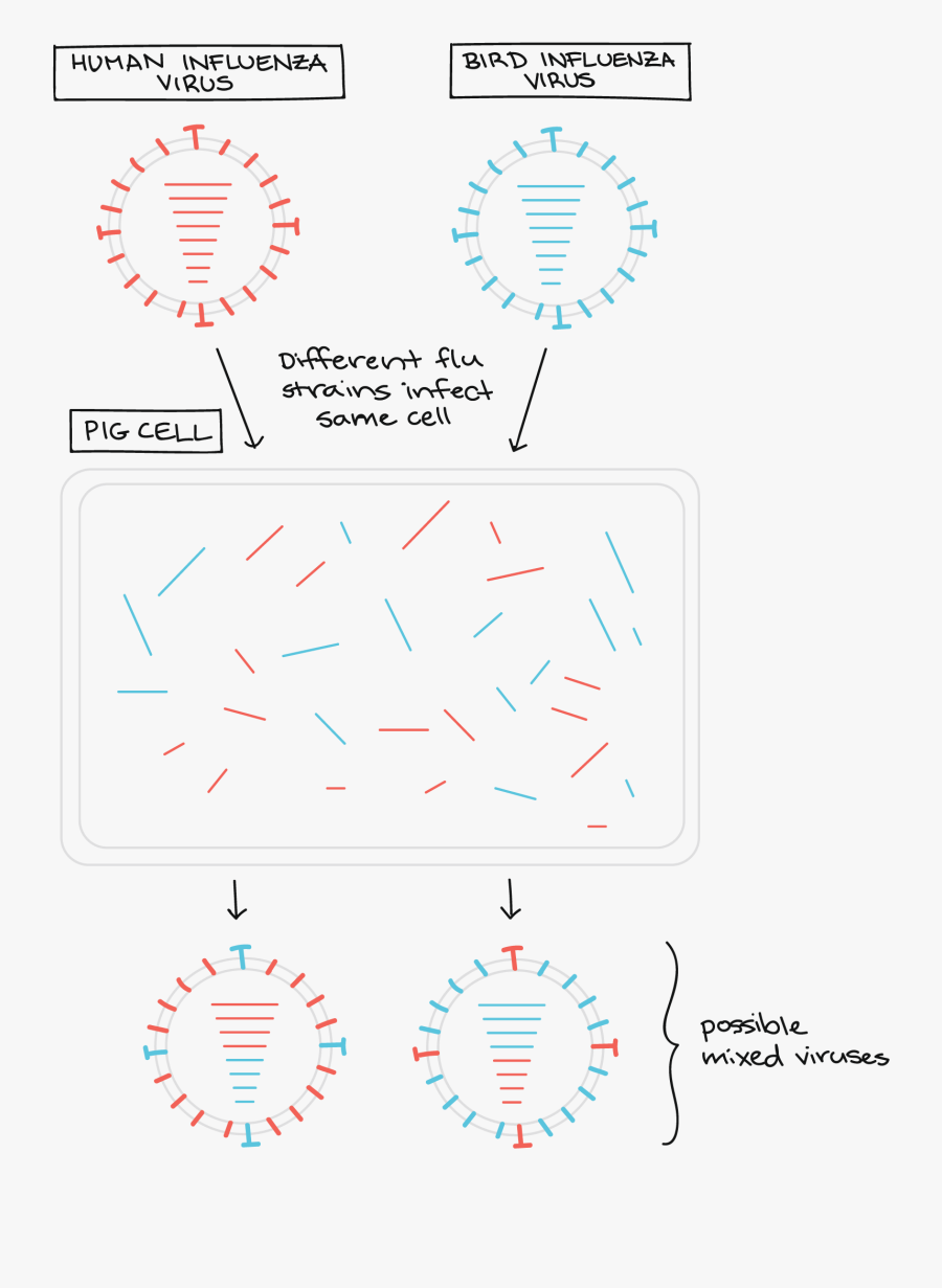 Evolution Of Viruses - Recombination In Viruses Pdf, Transparent Clipart