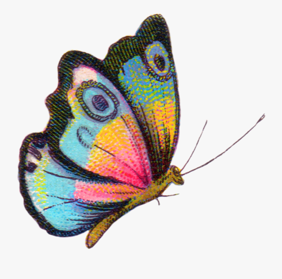 Clipart Butterfly Evolution - Royalty Free Butterfly, Transparent Clipart