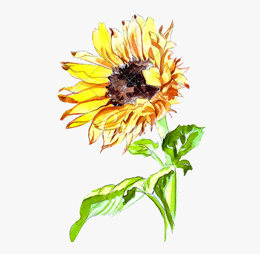 Clip Art Hand Drawing Of A - Sunflower Watercolor Vector Free , Free ...