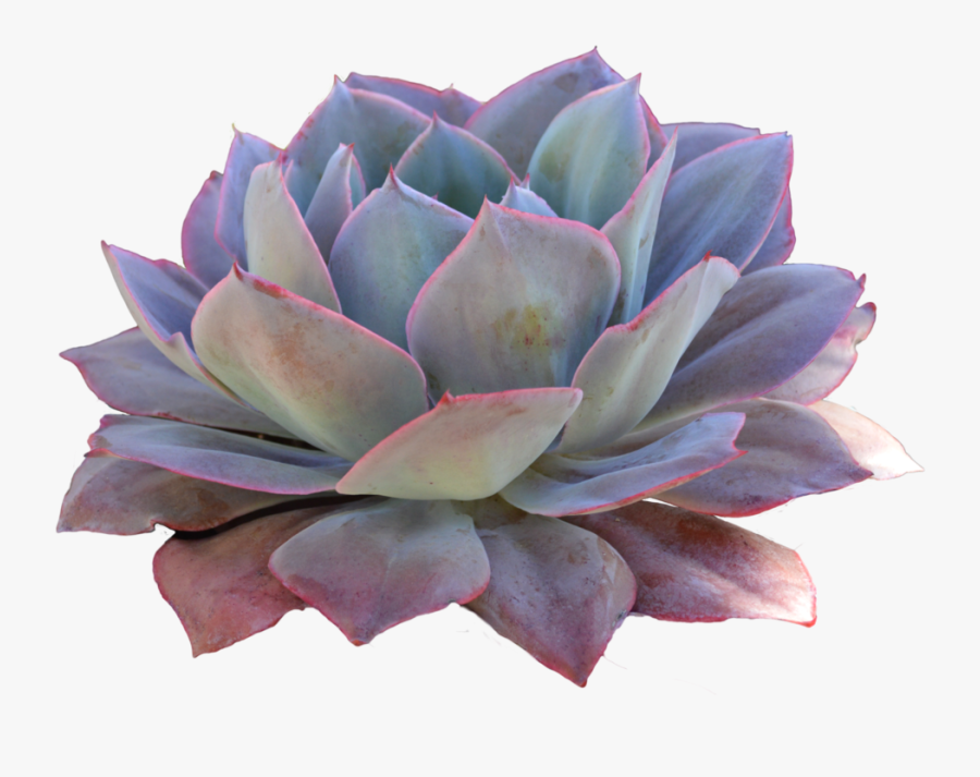 Clip Art Succulent Cut Out Free - Transparent Background Succulent Png, Transparent Clipart
