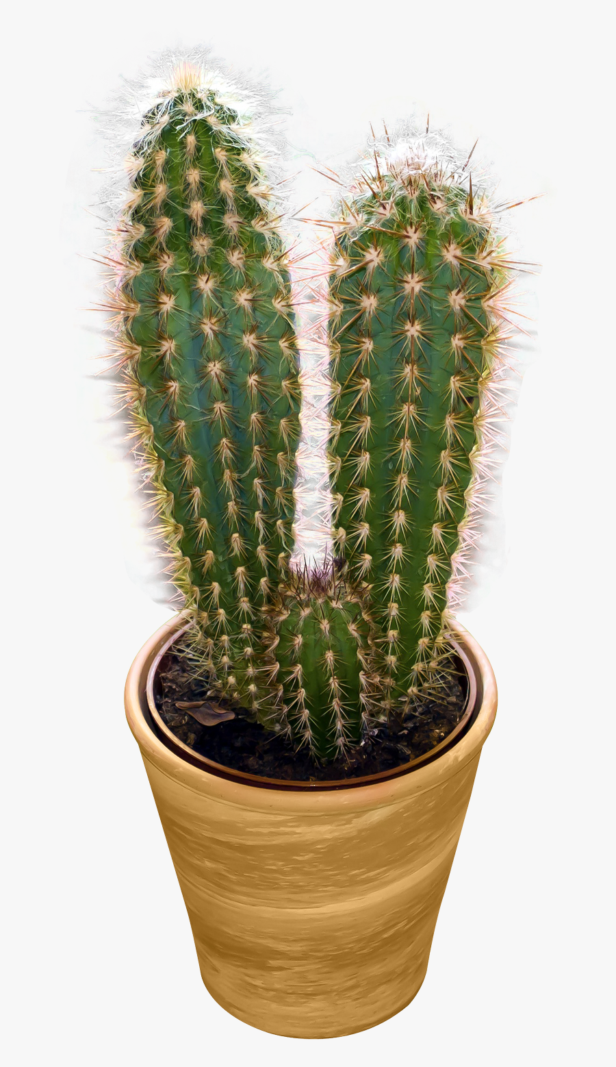 Cactus Png Image - Transparent Cactus Png, Transparent Clipart