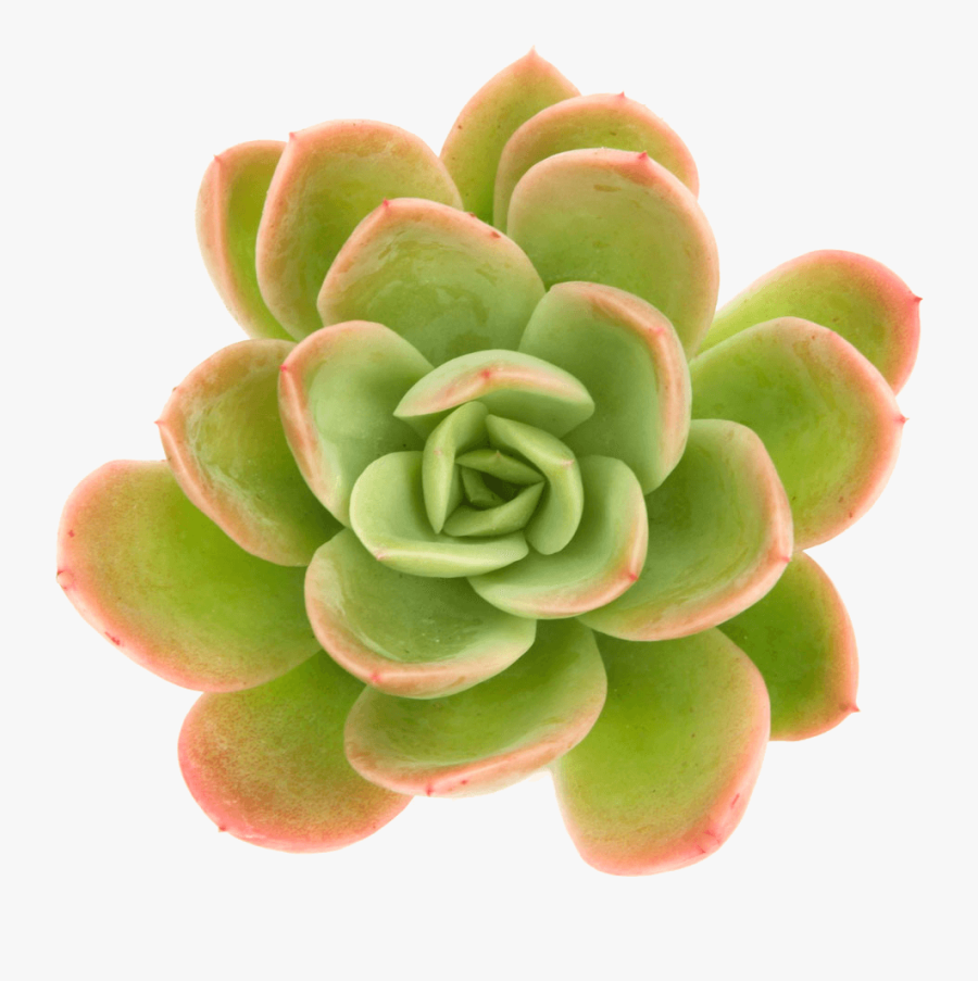 Succulent Png - Echeveria "yamatoren - Succulent Png, Transparent Clipart