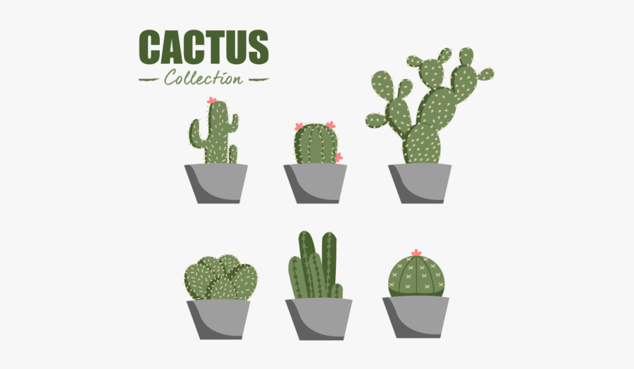 Flat Cactus Collection Vector Element - Eastern Prickly Pear, Transparent Clipart