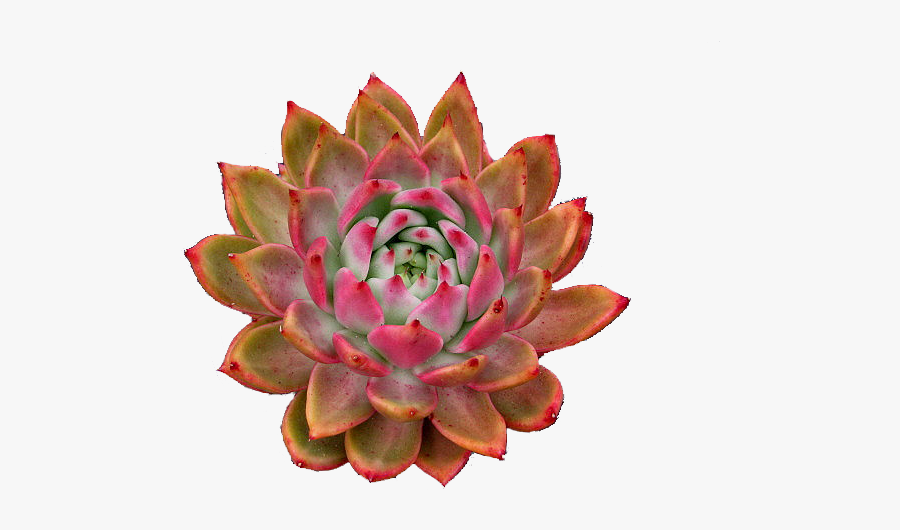Vector Library Library Succulent Clipart Side View - Red Succulent Images Png, Transparent Clipart