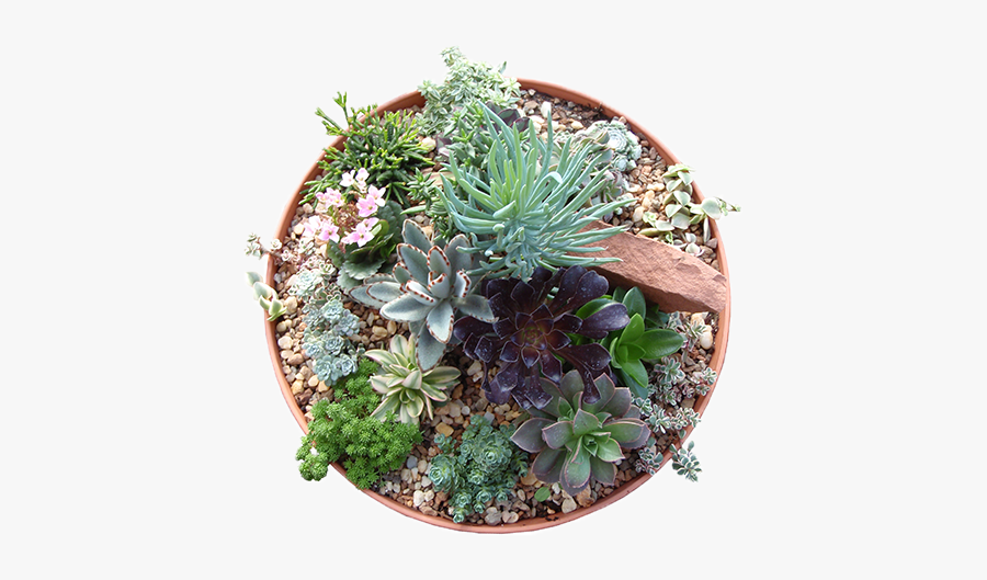 10″ Succulent Bowl - Flowerpot, Transparent Clipart