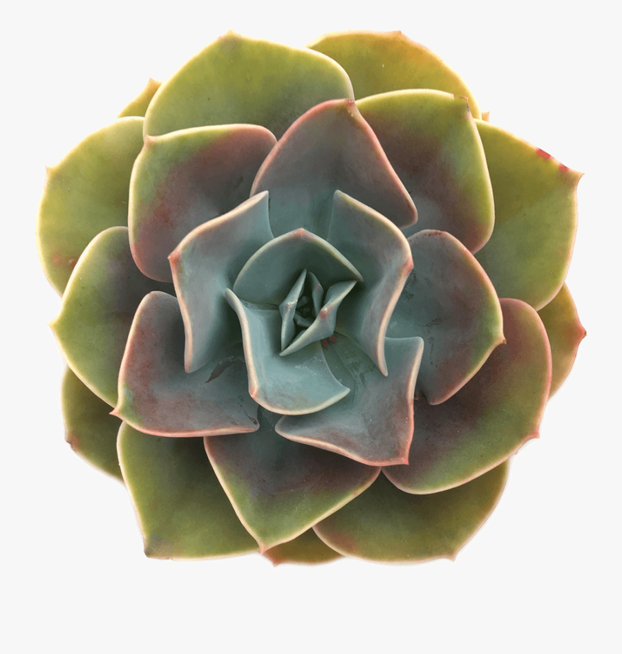 Echeveria "cassyz Winter - Succulents With Transparent Background, Transparent Clipart