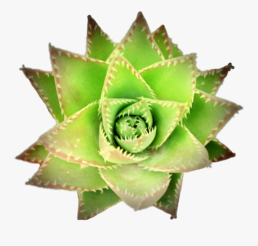 #pcgreen #succulent #succulents #plant #plants #nature - Agave, Transparent Clipart