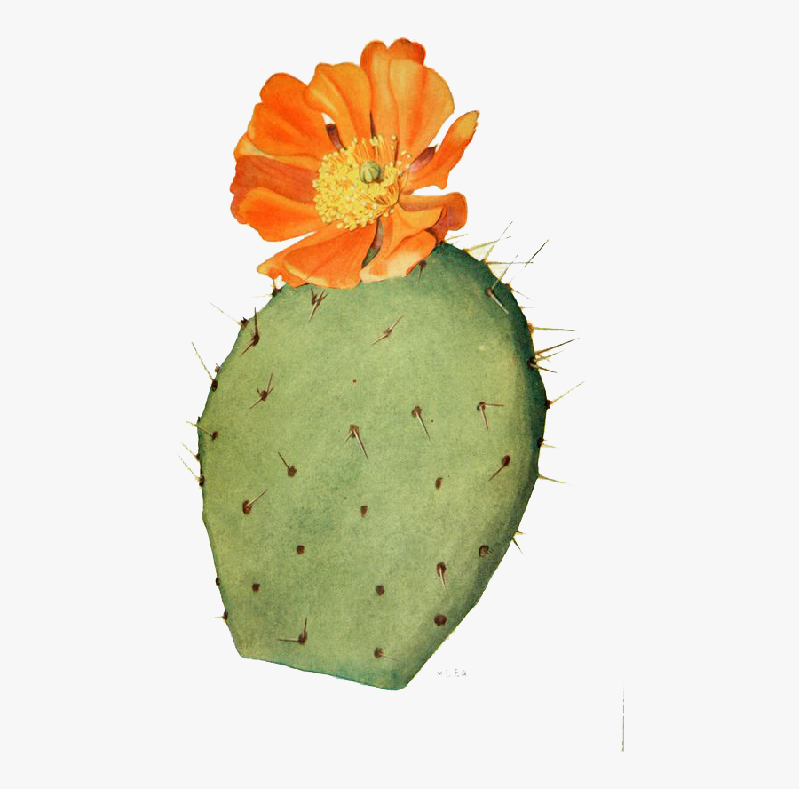 Collection Of Free Cactus Drawing Prickly Pear - Prickly Pear Cactus Drawing, Transparent Clipart