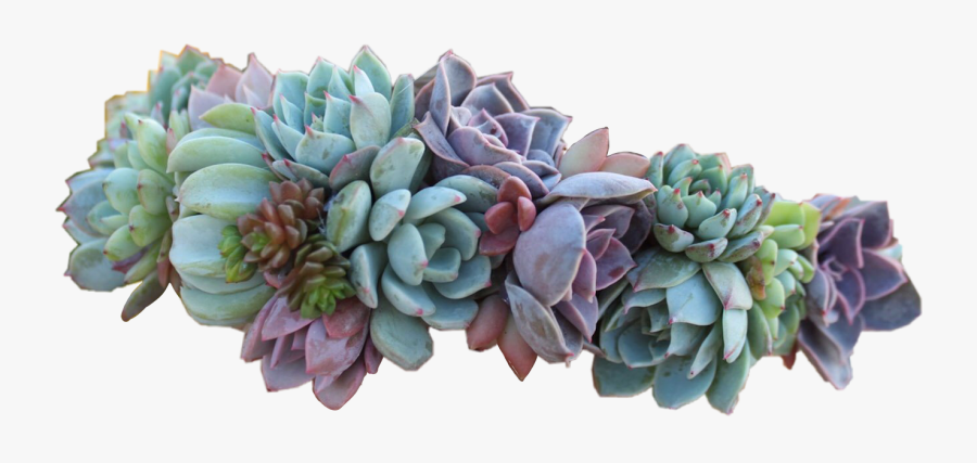 Succulent Flowercrown Flowers - Succulents Png, Transparent Clipart