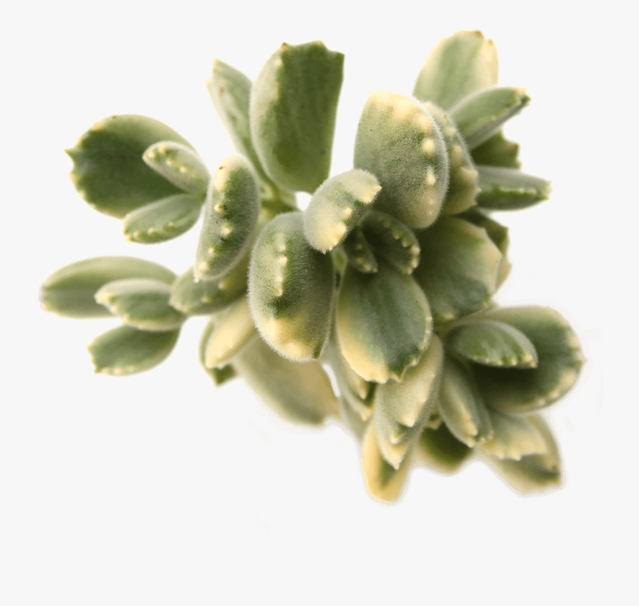Clip Art Pastel Succulents - Pachyphytum, Transparent Clipart