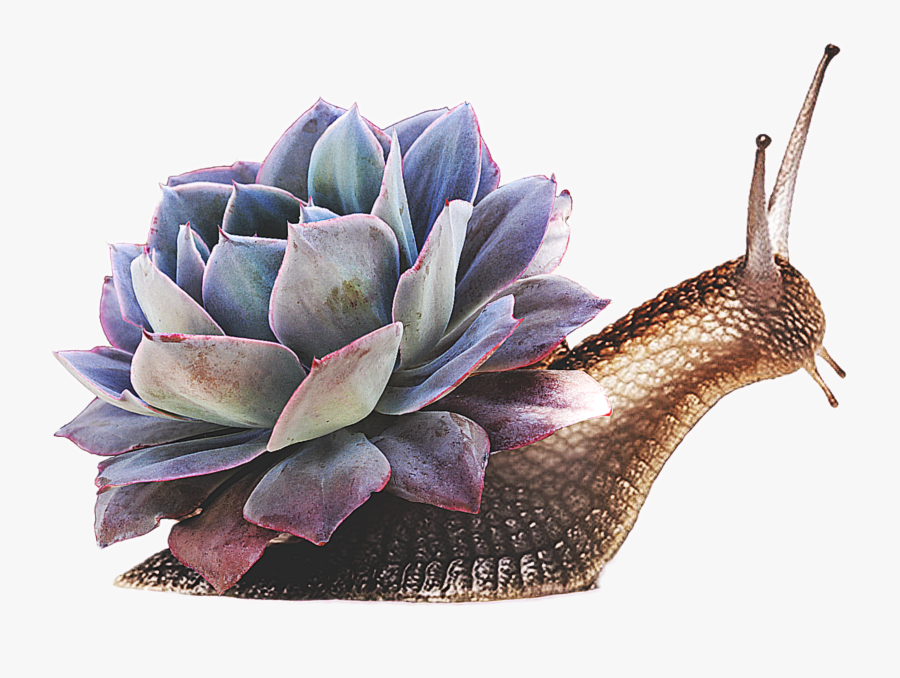 #snail #succulents #succulent #drama #hdr #plant #animal - Snail, Transparent Clipart