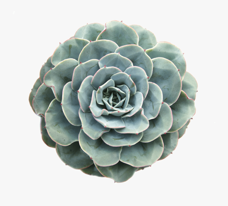 Echeveria - Succulent Png, Transparent Clipart