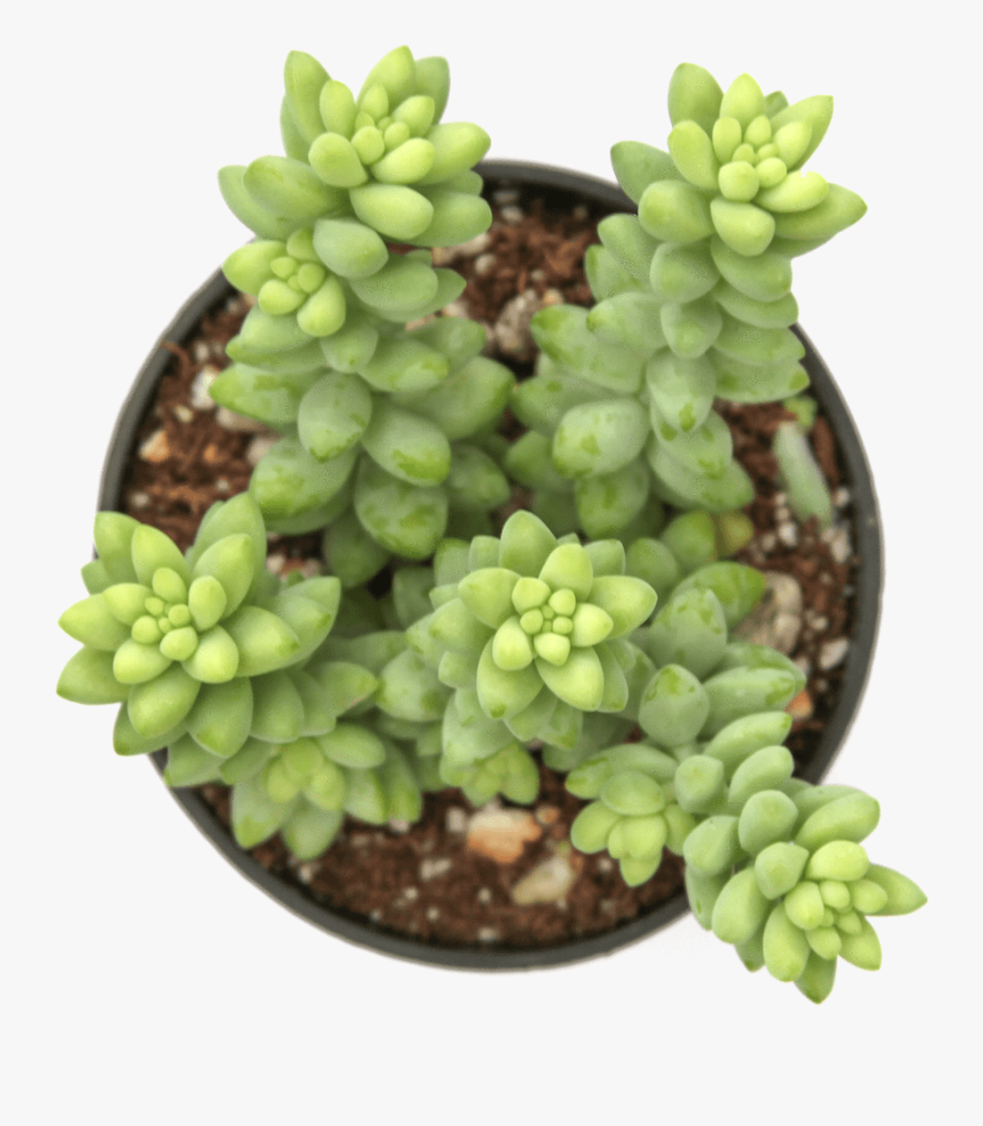 Dog Safe Succulents - Sedum Bubble Gum, Transparent Clipart