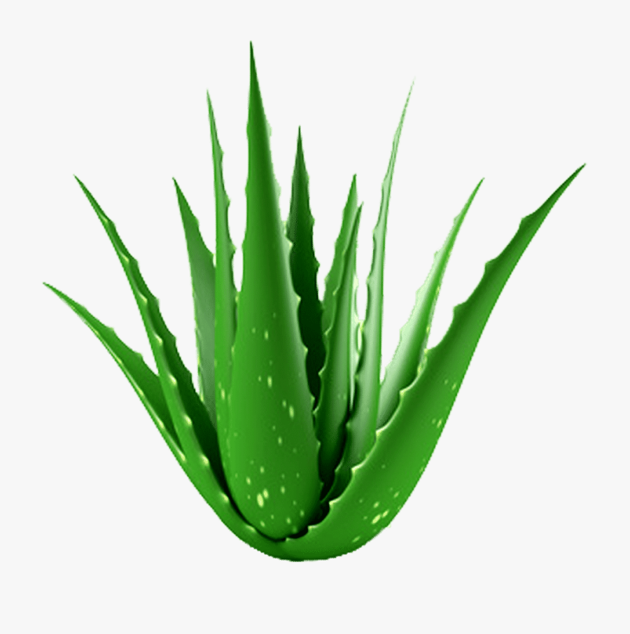 Aloe Vera Clipart Png Download Aloe Vera Plant Free Transparent Aloe Vera Clipart Png Download Aloe Vera Plant Free Transparent