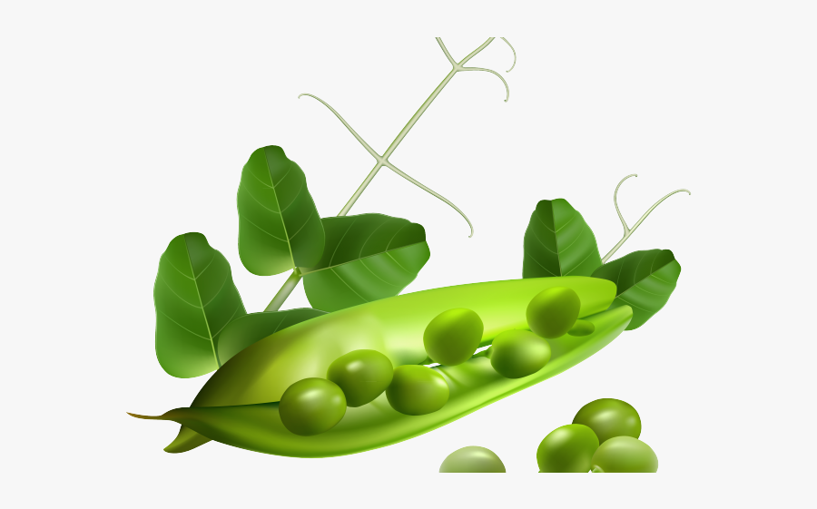 Pea, Transparent Clipart