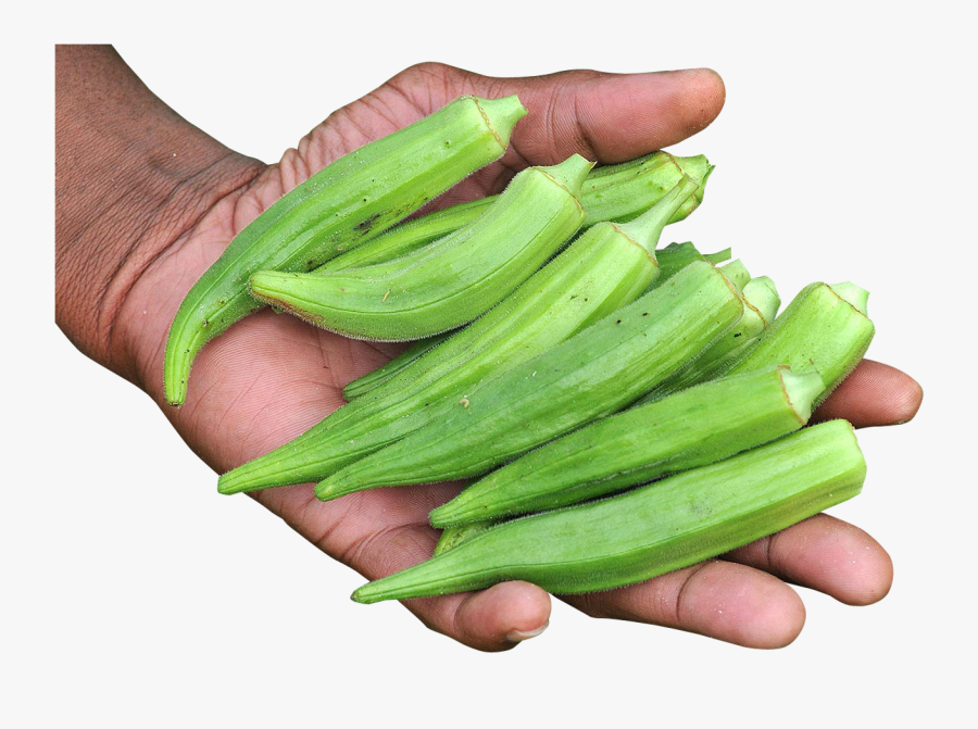 Okra In Hand, Transparent Clipart