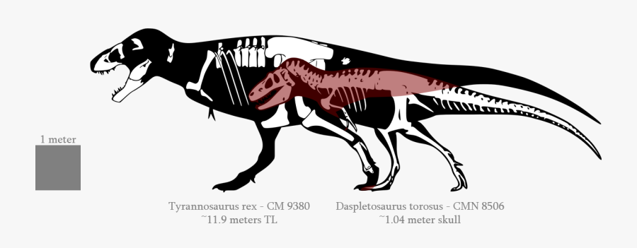 Albertosaurus Compared To Trex, Transparent Clipart