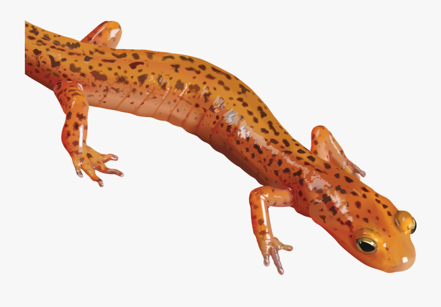 Download Salamander Png Clipart - Salamander Clipart Png, Transparent Clipart