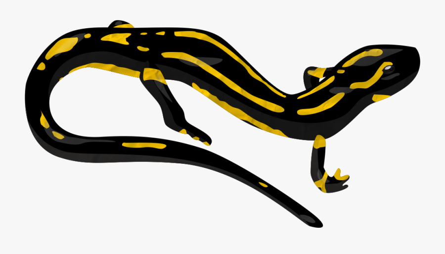 Salamander Png Transparent Image - Salamander Clipart Transparent Background, Transparent Clipart