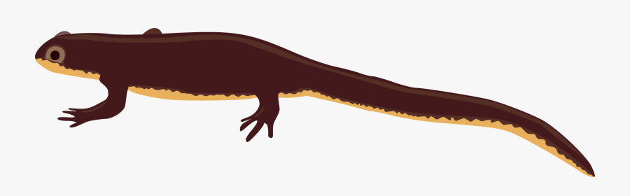 Newt Png, Transparent Clipart