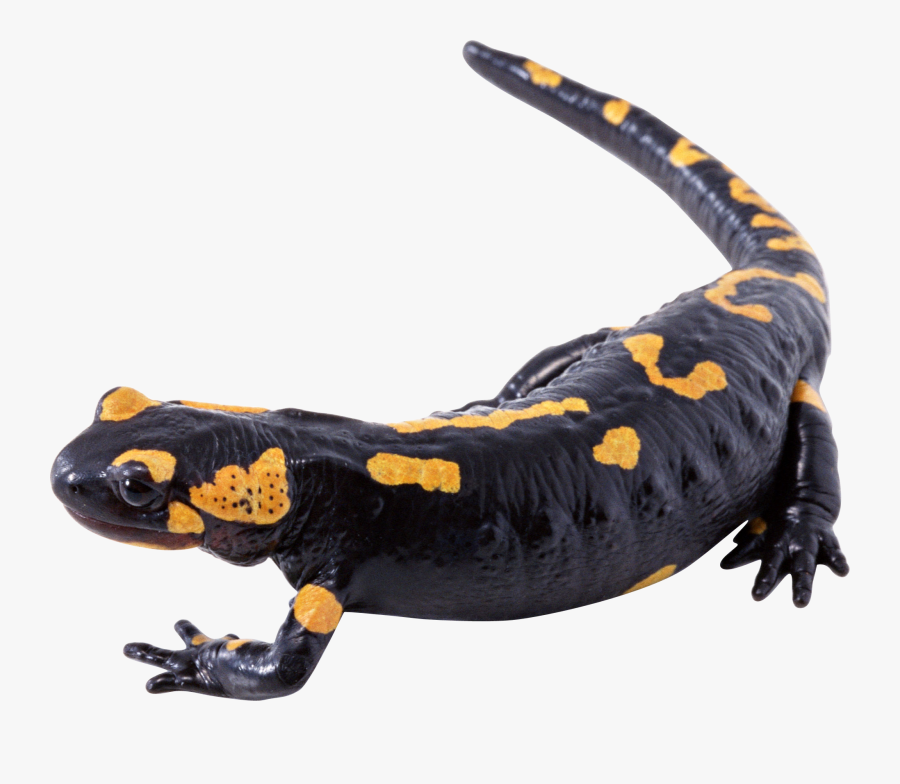 Transparent Lizard Tongue Png - Salamandra Png, Transparent Clipart