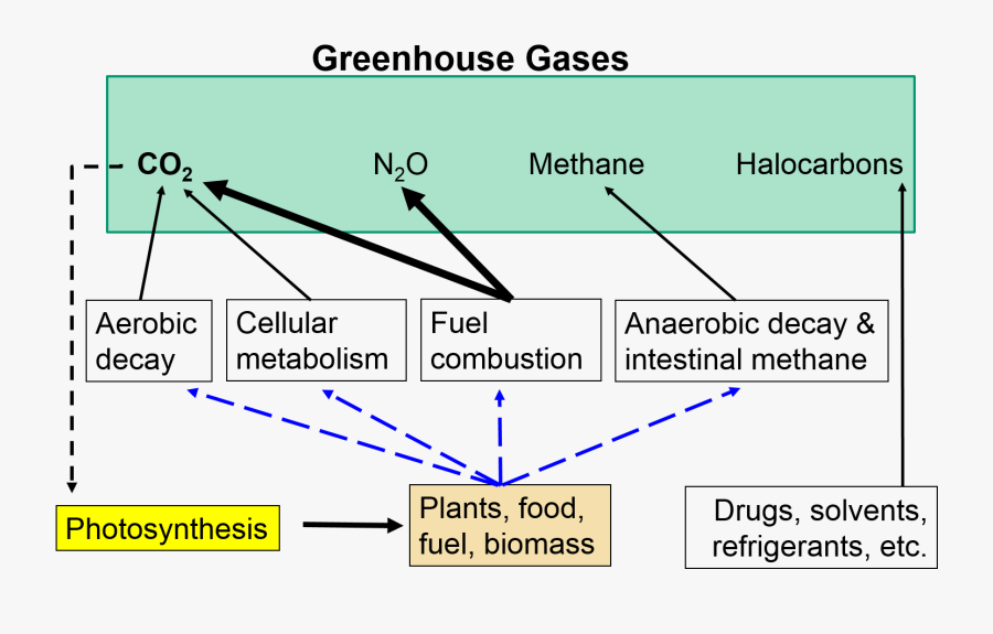 Buy Essays And Research Papers - Greenhouse Effect Flow Chart, Transparent Clipart