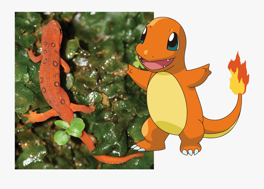 Transparent Salamander Clipart - Pokemon Charmander, Transparent Clipart