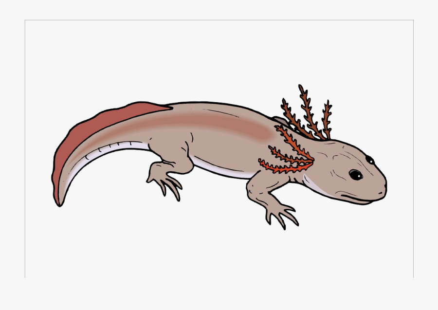 Salamander Chinese Fire Belly Newt Lizard Axolotl - Branchiosaurus, Transparent Clipart