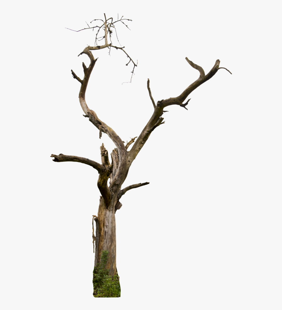 Transparent Leafless Tree Png - Transparent Background Dead Tree Png, Transparent Clipart