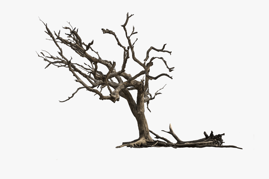 Clip Art Dead Oak Tree, Transparent Clipart