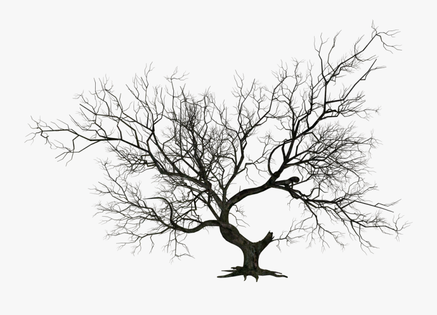 Share This Image - Dead Tree Png Hd, Transparent Clipart