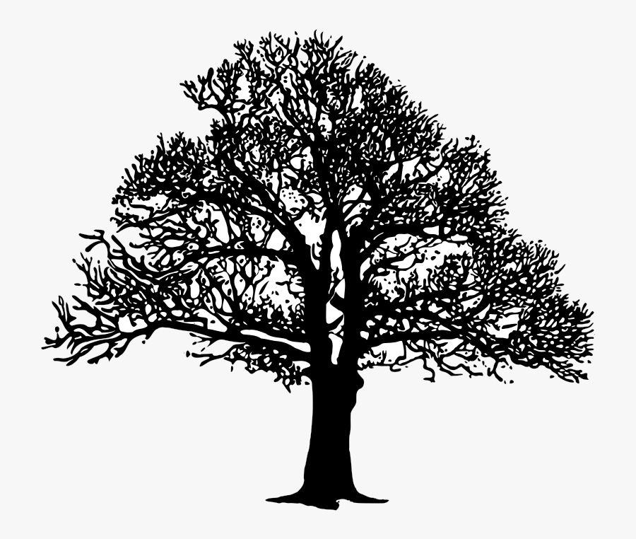 Tree3 B&w - B&w Png, Transparent Clipart