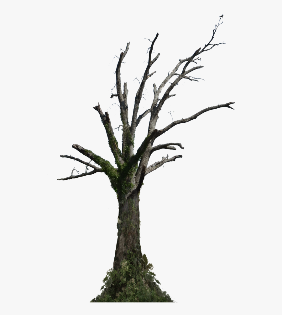 Dead Tree Png Stock Photo - Dead Tree Png Hd, Transparent Clipart