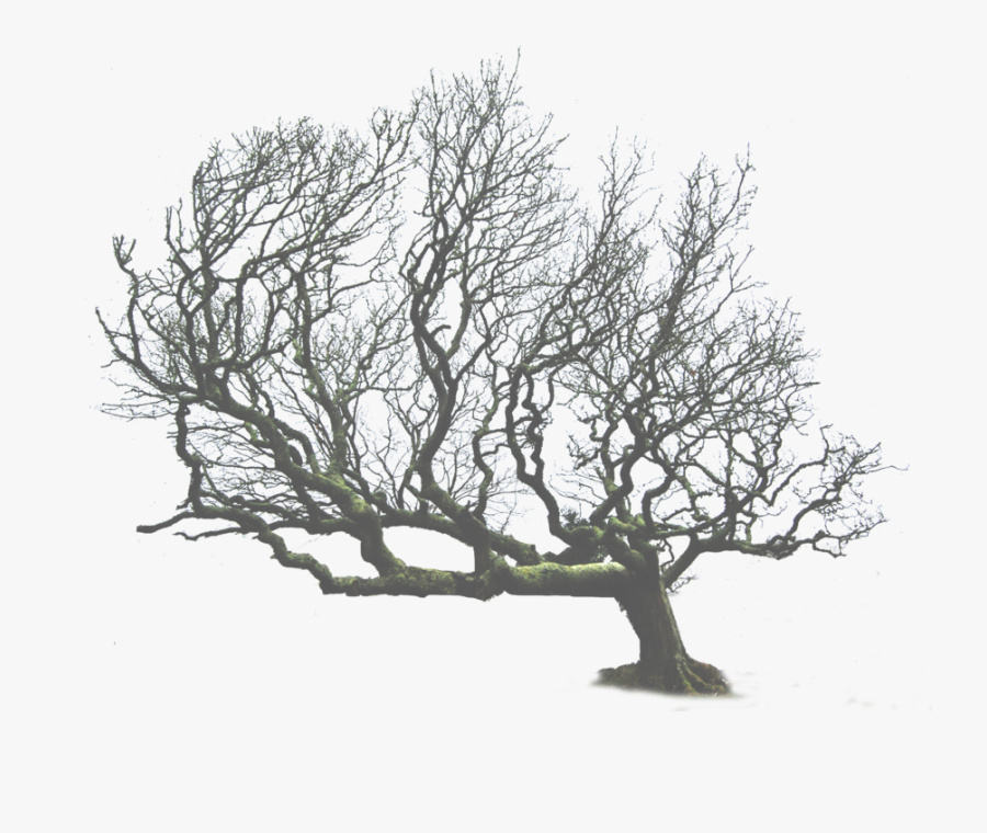 Transparent Background Dead Tree Png, Transparent Clipart