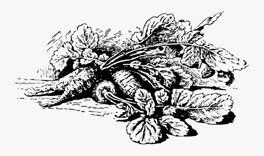 Long Radishes - Vegetable Garden Black And White Transparent, Transparent Clipart