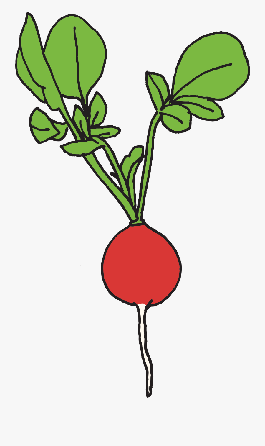 Radish Download Png Image - Radish Clipart Png, Transparent Clipart