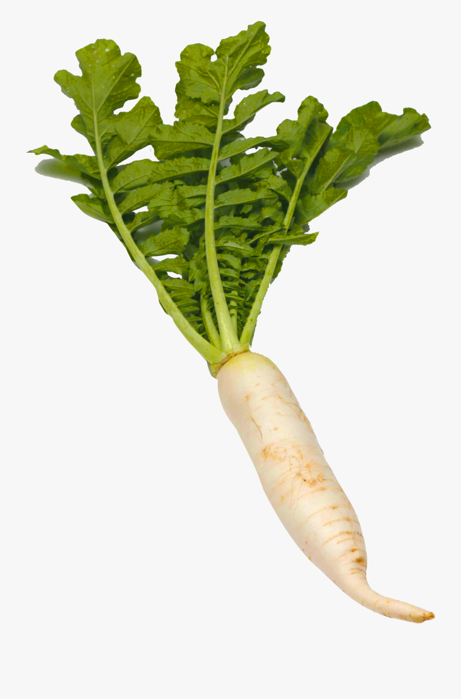 Transparent Radish Png - White Radish Clip Art, Transparent Clipart