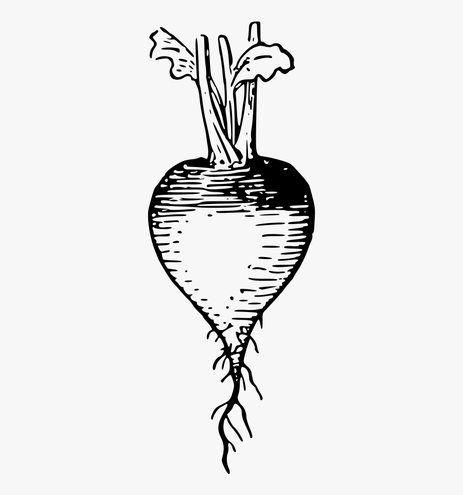 Labels Clip Art Lutz Radish Outline - Radish, Transparent Clipart