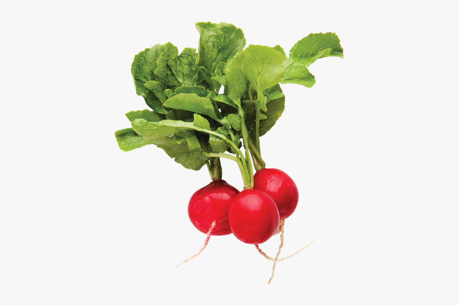 Clip Art Bruces Radishes Red - Radishes Png, Transparent Clipart