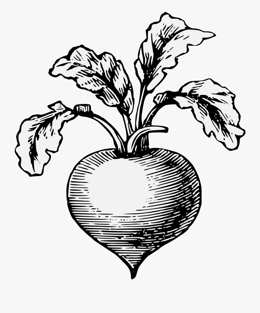 Transparent Radishes Png - Radish, Transparent Clipart