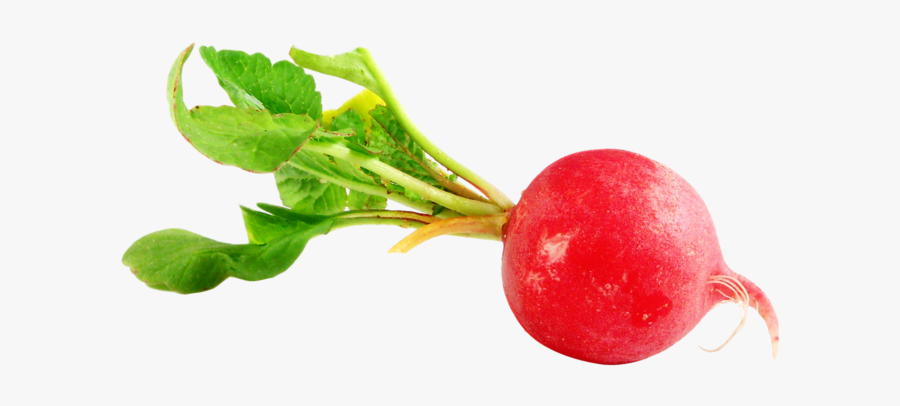 Radish Png, Transparent Clipart