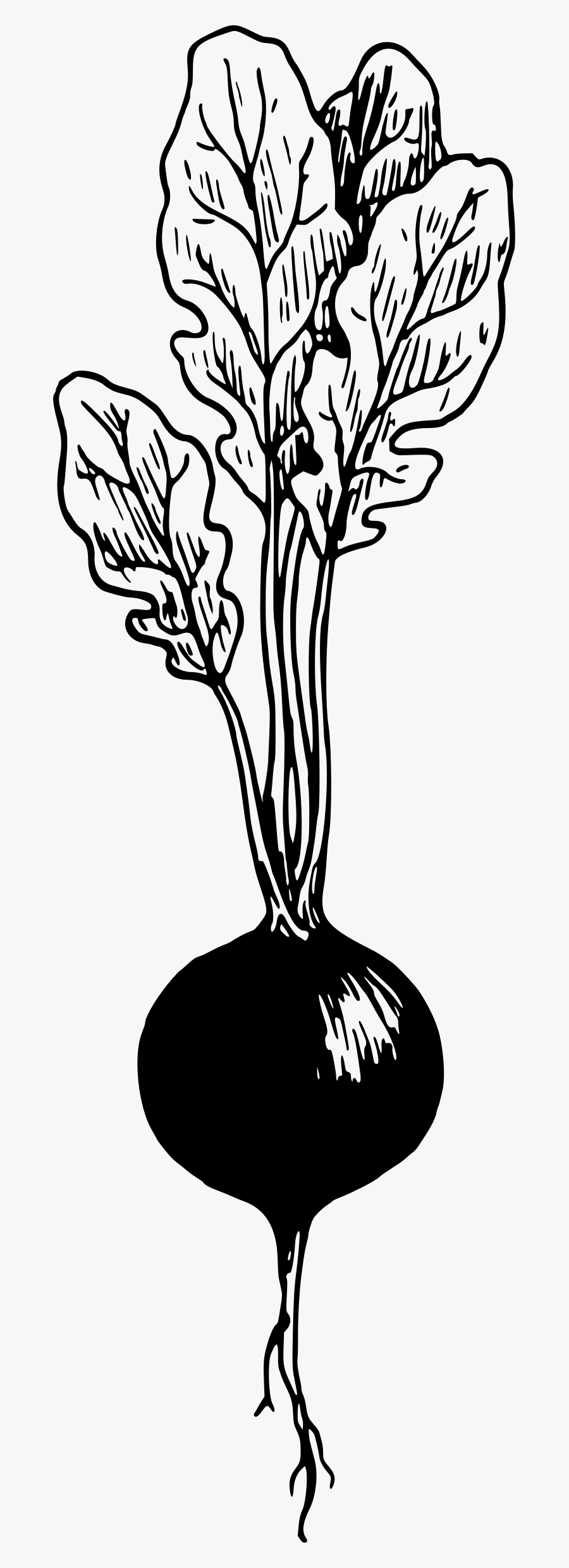 Transparent Radish Png - Black And White Radish Clip Art, Transparent Clipart