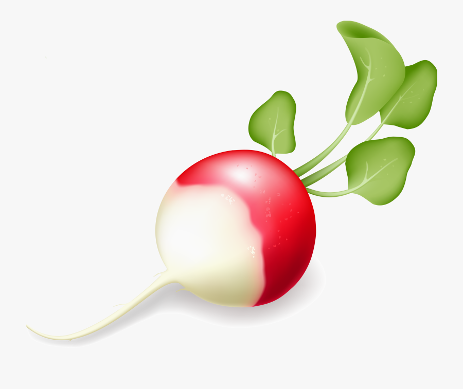 Radish Png, Transparent Clipart