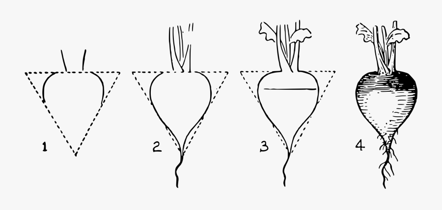 Lutz Radish Image Png - Draw Radish Step By Step, Transparent Clipart