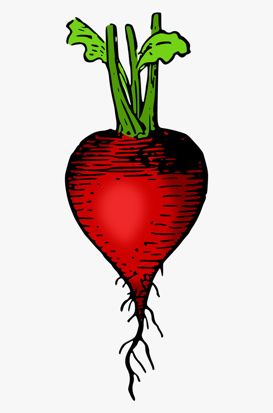 Planta De Rabano Dibujo, Transparent Clipart