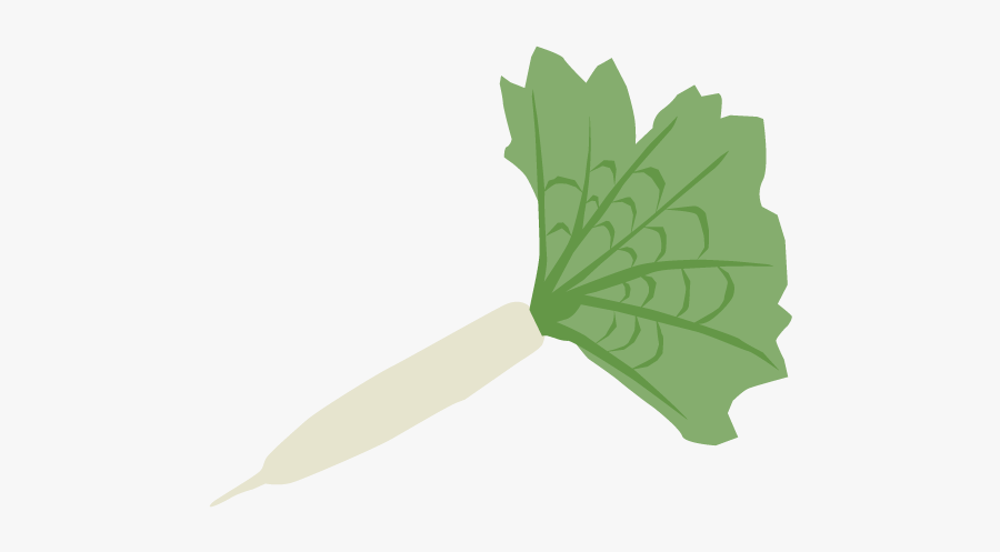 Daikon, Transparent Clipart