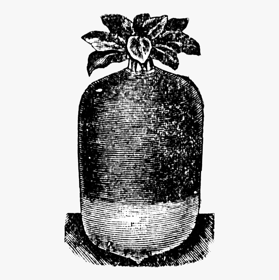 Radish Or Turnip - Illustration, Transparent Clipart