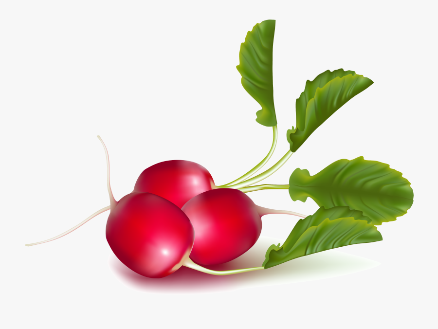 Radish Png - Редис Png, Transparent Clipart