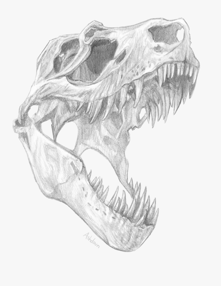 Clip Art Skull Pencil Drawings - Tyrannosaurus Rex Skull Drawing, Transparent Clipart