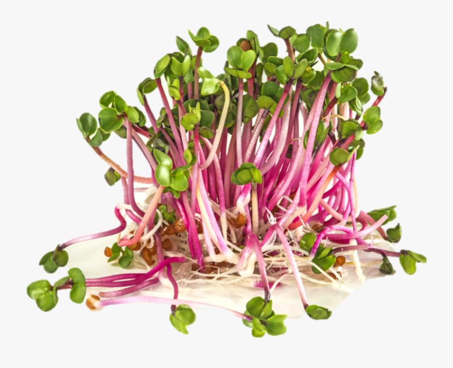 Transparent Radish Png - Red Radish Sprouts, Transparent Clipart